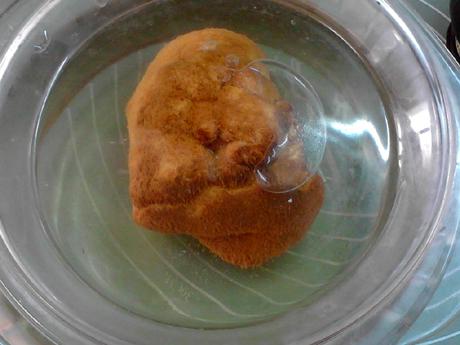 參芪猴菇燉雞的做法-咸鮮味燉菜譜