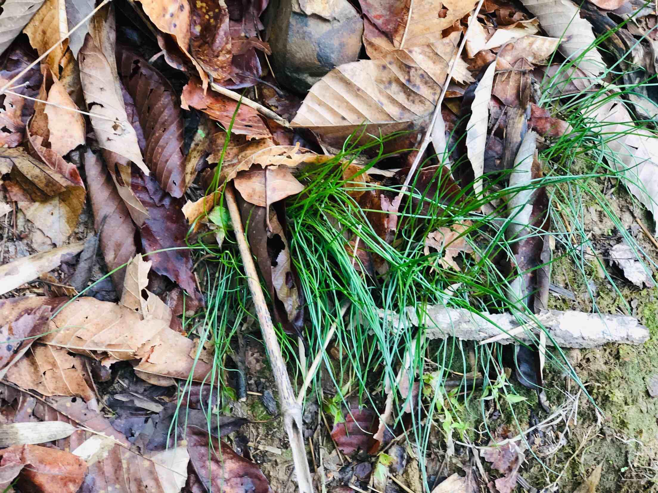 蕎頭炒雞蛋的做法-咸鮮味炒菜譜