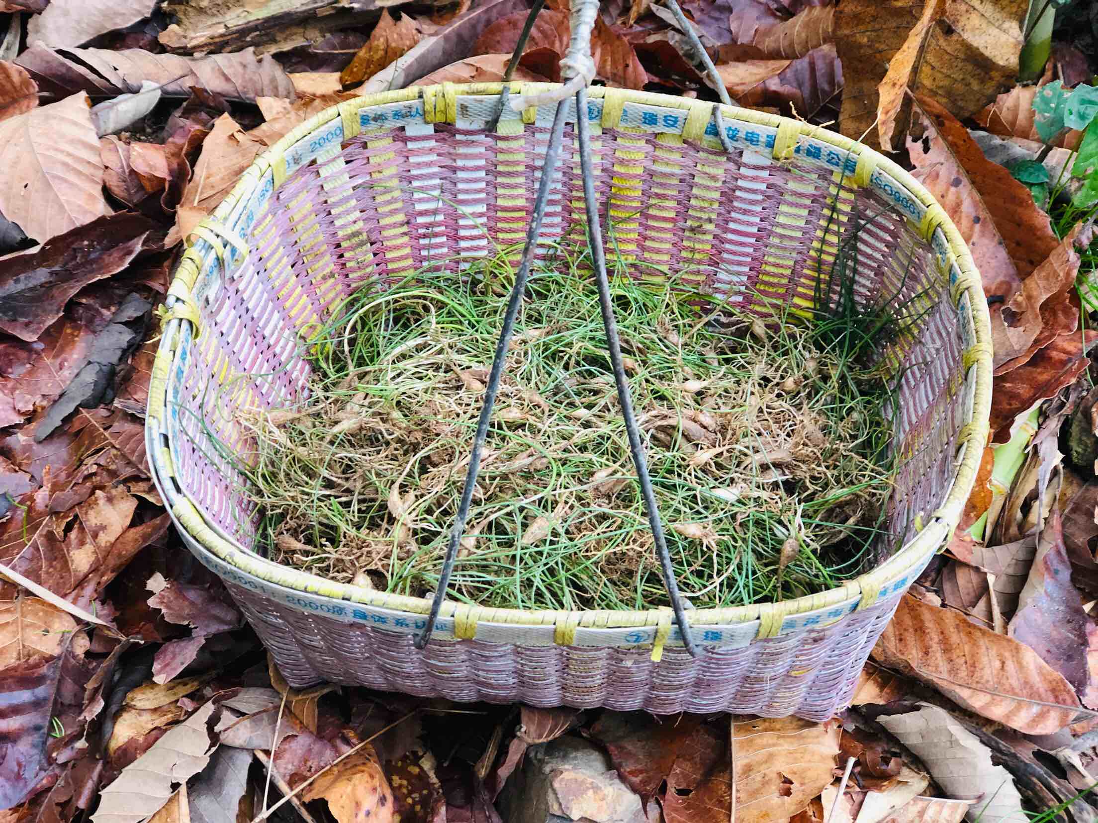 蕎頭炒雞蛋的做法-咸鮮味炒菜譜
