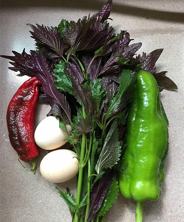 紫蘇煎雞蛋的做法-家常味煎菜譜-易網(wǎng)<a href=http://www.xllyou.com/ target=_blank class=infotextkey>健康養(yǎng)生</a>網(wǎng) 紫蘇煎雞蛋的做法-家常味煎菜譜