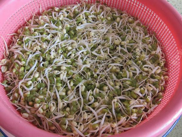 自家發的綠豆芽的做法-家常味炒菜譜