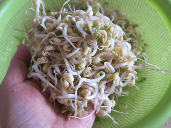 自家發的綠豆芽的做法-家常味炒菜譜