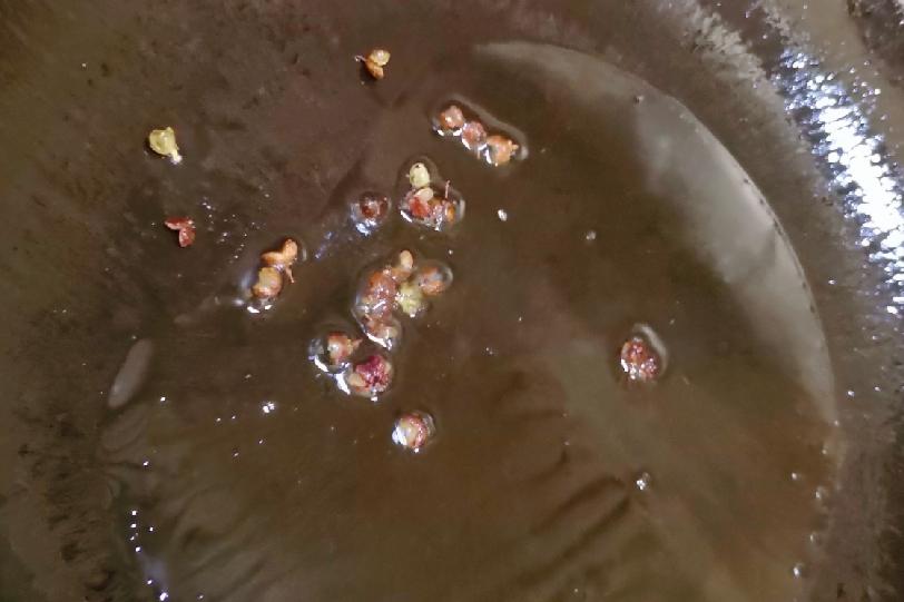 炒蠶蛹的做法-家常味炒菜譜-易網健康養生網 炒蠶蛹的做法-家常味炒菜譜