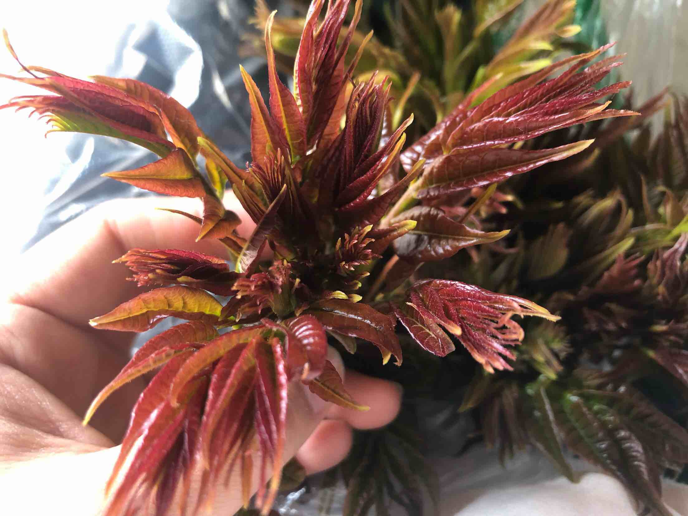 香椿頭炒雞蛋的做法-家常味炒菜譜-易網(wǎng)<a href=http://www.xllyou.com/ target=_blank class=infotextkey>健康養(yǎng)生</a>網(wǎng) 香椿頭炒雞蛋的做法-家常味炒菜譜