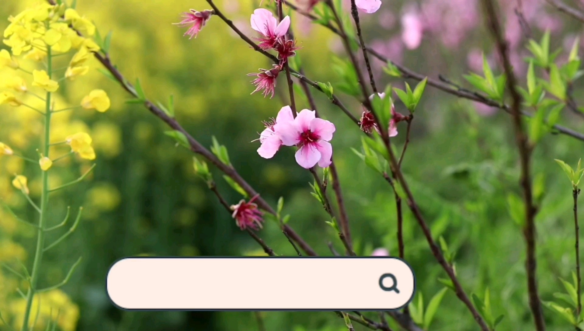 薯片雞翅的做法-咸鮮味烘焙菜譜