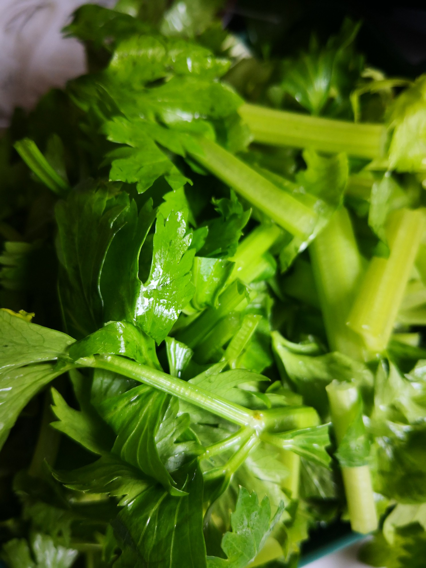 肉餡炒芹菜的做法-家常味炒菜譜-易網<a href=http://www.xllyou.com/ target=_blank class=infotextkey>健康養生</a>網 肉餡炒芹菜的做法-家常味炒菜譜