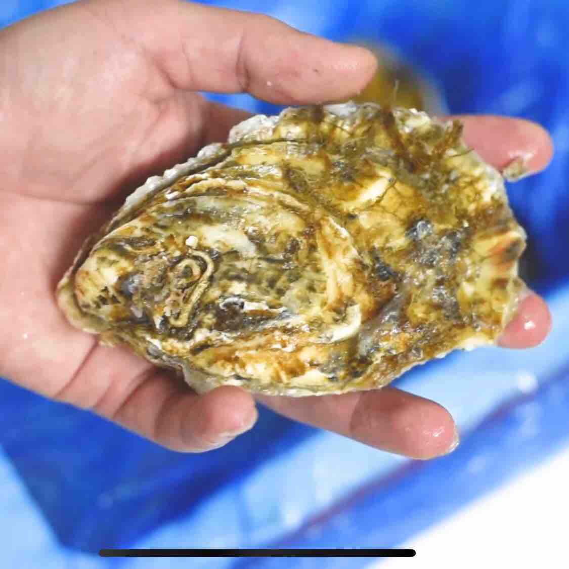 烤箱烤生蠔的做法-香辣味烤菜譜-易網<a href=http://www.xllyou.com/ target=_blank class=infotextkey>健康養生</a>網 烤箱烤生蠔的做法-香辣味烤菜譜