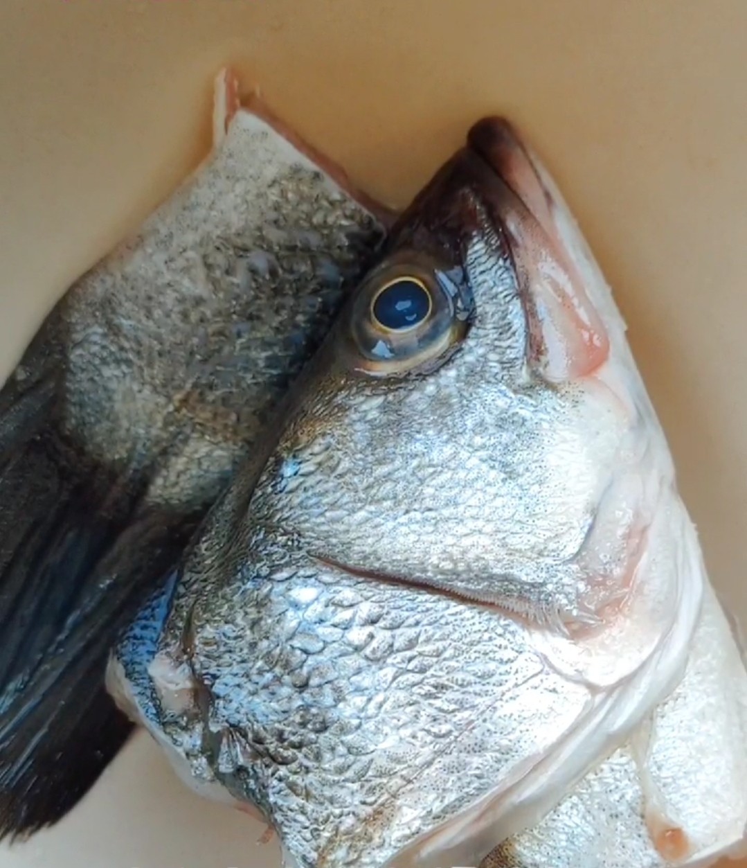 臭鱸魚的做法-其它口味其它工藝菜譜-易網健康養(yǎng)生網 臭鱸魚的做法-其它口味其它工藝菜譜