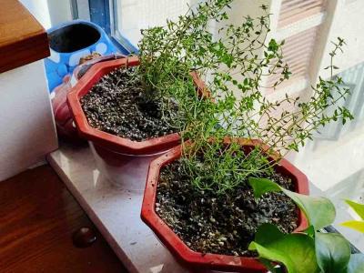 百里香煎牛排的做法-咸鮮味煎菜譜