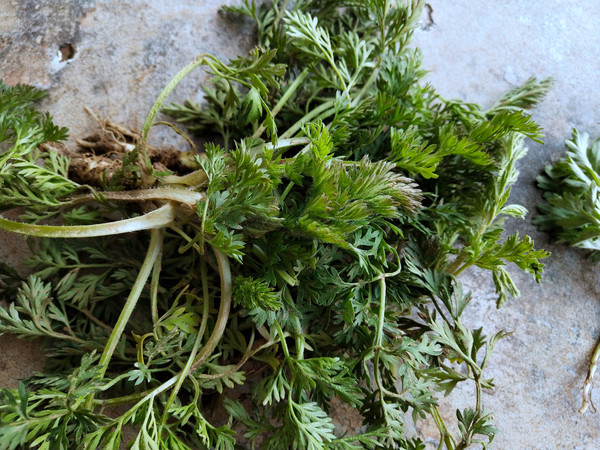 蒸野蘿卜纓的做法-家常味蒸菜譜-易網<a href=http://www.xllyou.com/ target=_blank class=infotextkey>健康養生</a>網 蒸野蘿卜纓的做法-家常味蒸菜譜