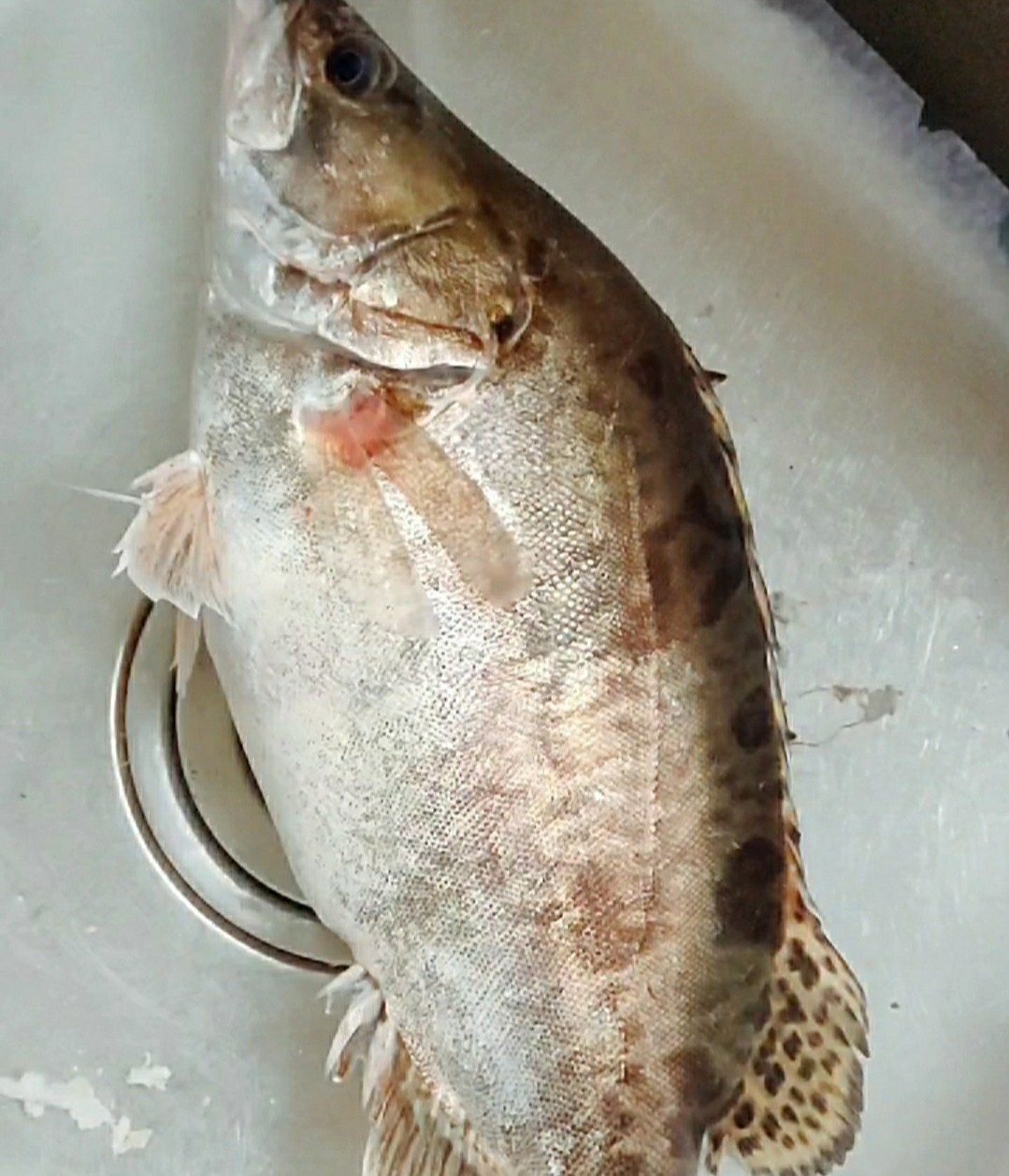 松鼠鱖魚的做法-酸甜味炸菜譜-易網<a href=http://www.xllyou.com/ target=_blank class=infotextkey>健康養生</a>網 松鼠鱖魚的做法-酸甜味炸菜譜