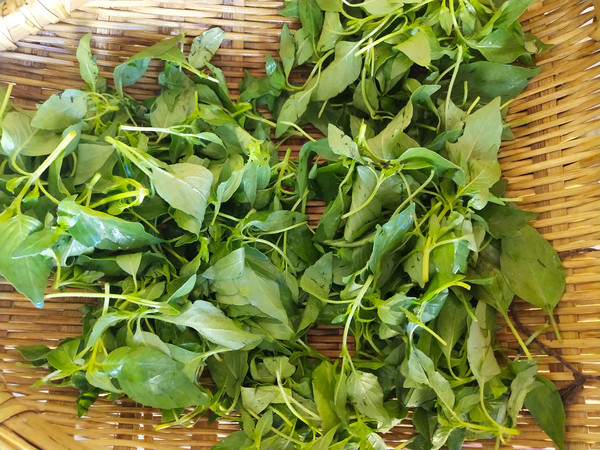 蒸荊芥的做法-家常味蒸菜譜