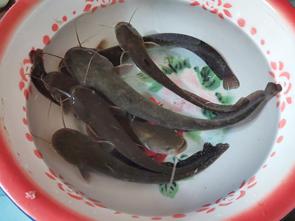 鯰魚燒豆腐的做法-咸鮮味燒菜譜-易網<a href=http://www.xllyou.com/ target=_blank class=infotextkey>健康養生</a>網 鯰魚燒豆腐的做法-咸鮮味燒菜譜