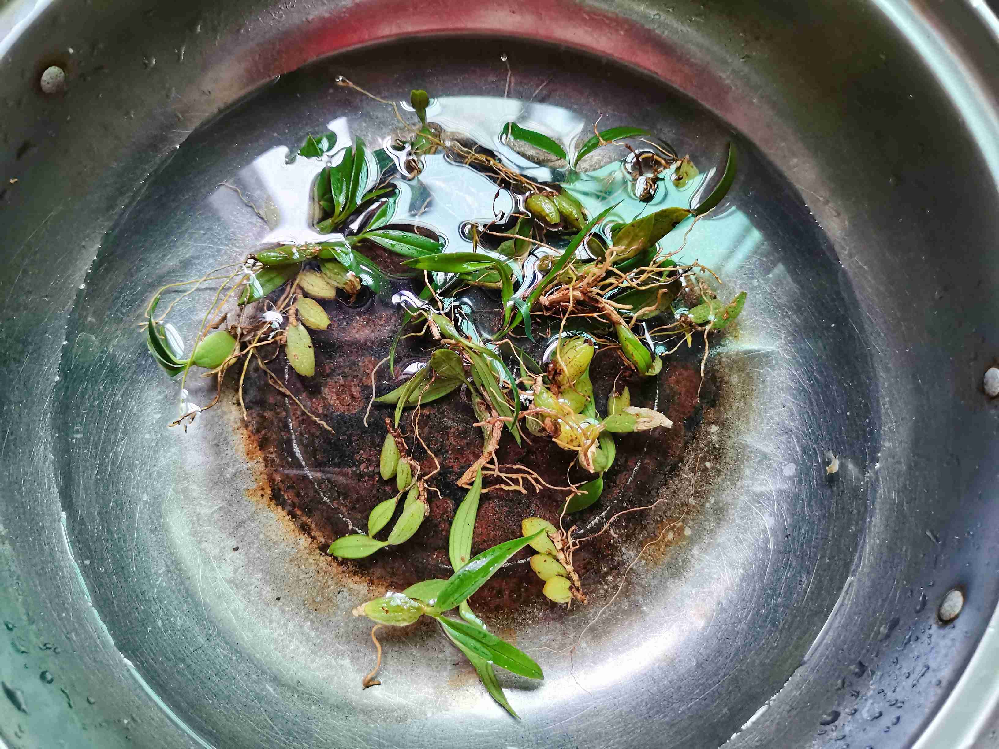 石橄欖燉肉的做法-家常味燉菜譜-易網健康養生網 石橄欖燉肉的做法-家常味燉菜譜