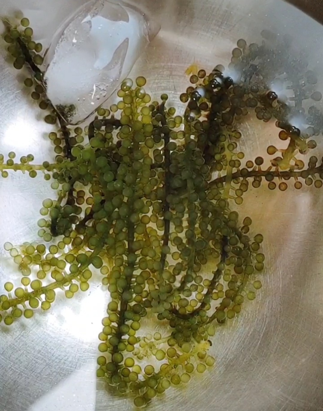 米其林蒸蛋的做法-咸鮮味蒸菜譜-易網<a href=http://www.xllyou.com/ target=_blank class=infotextkey>健康養生</a>網 米其林蒸蛋的做法-咸鮮味蒸菜譜