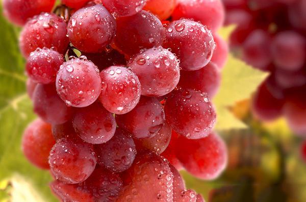 提子的功效與作用,美容護(hù)膚!-易網(wǎng)健康<a href=http://www.xllyou.com/jkys/ target=_blank class=infotextkey>養(yǎng)生</a>網(wǎng) 提子的功效與作用,美容護(hù)膚!