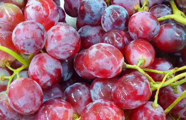 提子的功效與作用,美容護(hù)膚!-易網(wǎng)<a href=http://www.xllyou.com/ target=_blank class=infotextkey>健康養(yǎng)生</a>網(wǎng) 提子的功效與作用,美容護(hù)膚!