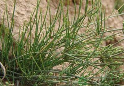 麻黃的功效與作用,利水消腫