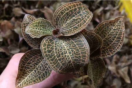 金線蓮的六大功效與作用,清熱養(yǎng)顏幫你去除痘痘粉刺-易網(wǎng)健康養(yǎng)生網(wǎng) 金線蓮的六大功效與作用,清熱養(yǎng)顏幫你去除痘痘粉刺