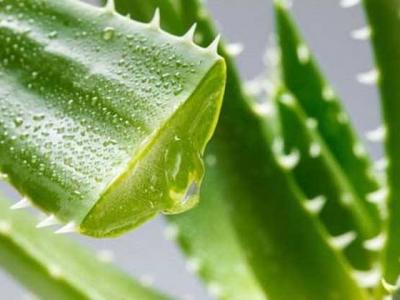 新鮮蘆薈涂臉正確方法,要先將蘆薈外皮剝掉!