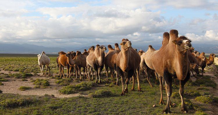駱駝奶粉的功效和作用,保護(hù)皮膚濕潤!-易網(wǎng)健康養(yǎng)生網(wǎng) 駱駝奶粉的功效和作用,保護(hù)皮膚濕潤!