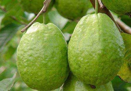 番石榴的功效與作用，有效滋養肌膚！