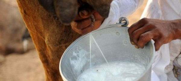 駱駝奶粉的功效和作用,保護(hù)皮膚濕潤!-易網(wǎng)<a href=http://www.xllyou.com/ target=_blank class=infotextkey>健康養(yǎng)生</a>網(wǎng) 駱駝奶粉的功效和作用,保護(hù)皮膚濕潤!