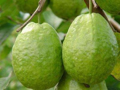 番石榴的功效與作用，有效滋養肌膚！