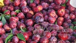 夏季養(yǎng)生吃什么好?