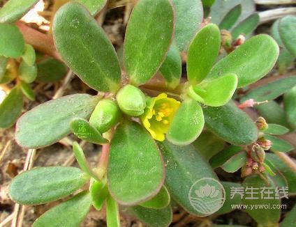 夏季什么食物有助身體殺菌