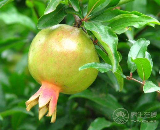 上火吃什么水果，最有效的降火食物在這里