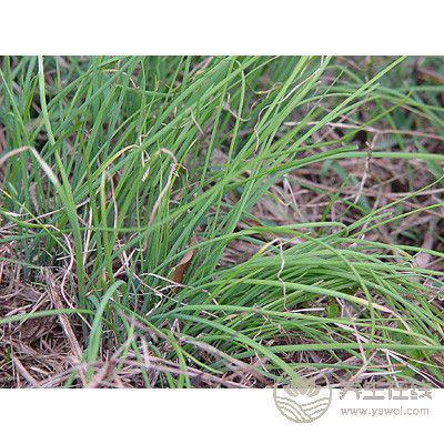 春季養生,三種野菜治“百病” 春季養生,三種野菜治“百病”