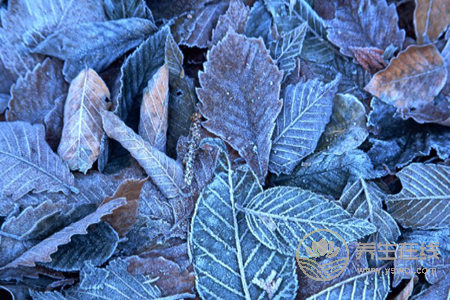 2018年立冬是幾月幾號?