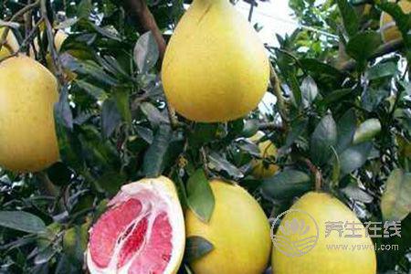 秋季小孩喝什么可以潤肺 秋季小孩喝什么可以潤肺