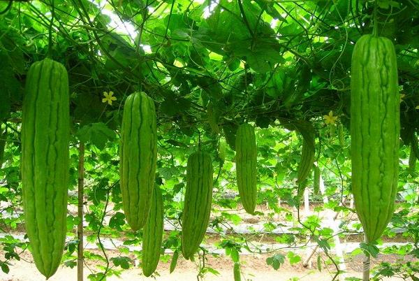 初夏養生吃什么?美食小編告訴您… 初夏養生吃什么?美食小編告訴您…