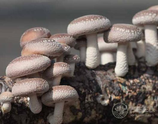 秋冬來臨，恢復免疫力就靠它們了！