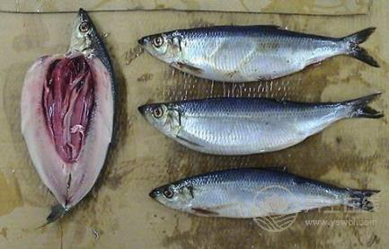 冬季不宜食用的5種食物  冬季飲食原則