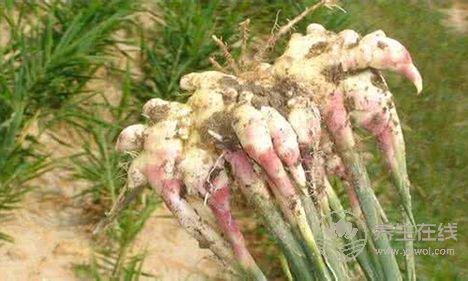 夏天男人為什么一定要吃姜? 夏天男人為什么一定要吃姜?