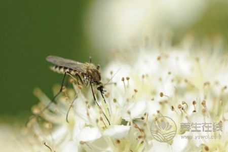 夏季預防蚊蟲叮咬的方法是什么? 夏季預防蚊蟲叮咬的方法是什么?