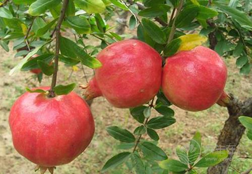 秋季常吃石榴有這5個(gè)好處，它的皮價(jià)值也很高，別丟了！