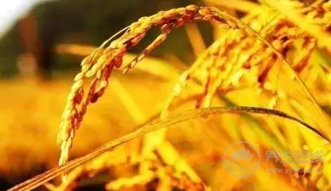 立秋啦!吃啥喝啥做啥才能整個秋冬不生病? 立秋啦!吃啥喝啥做啥才能整個秋冬不生病?