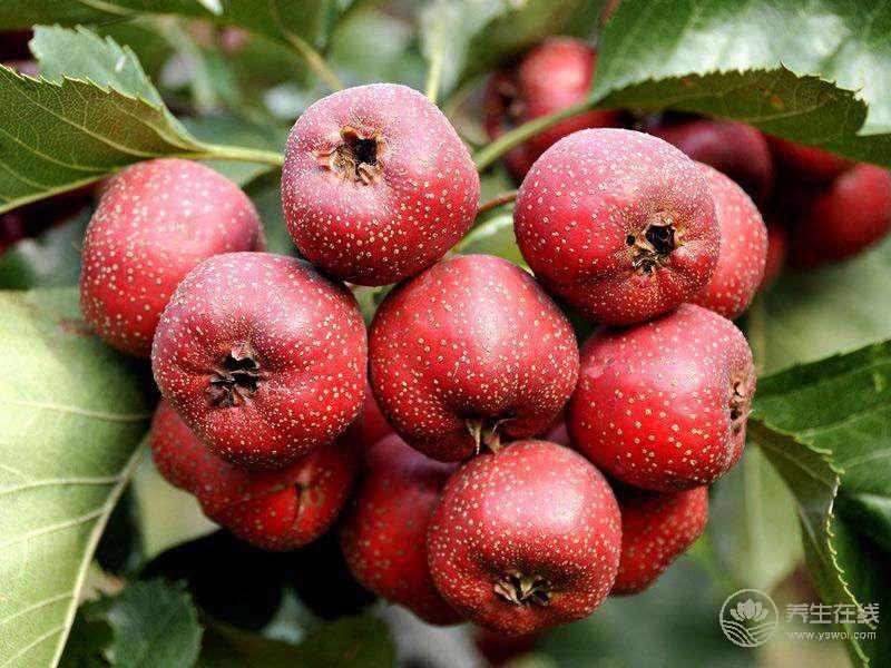 春天來了 多吃水果能預防癌癥