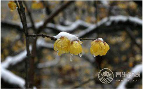 倒春寒是什么意思？倒春寒要注意什么？