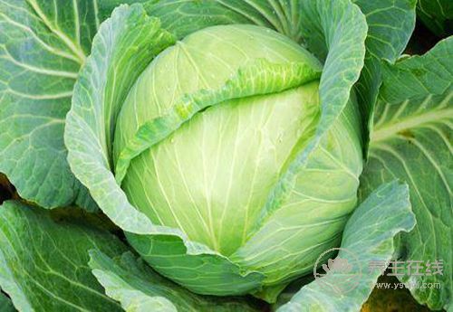 春季養(yǎng)護(hù)血管，這4種蔬菜你該多吃