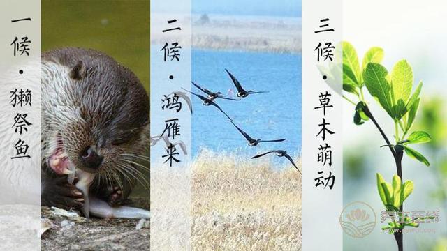 雨水——好雨知時(shí)節(jié), 當(dāng)春乃生發(fā) 雨水——好雨知時(shí)節(jié), 當(dāng)春乃生發(fā)
