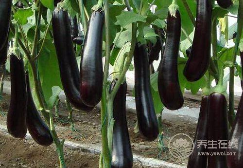 春季養(yǎng)護(hù)血管，這4種蔬菜你該多吃