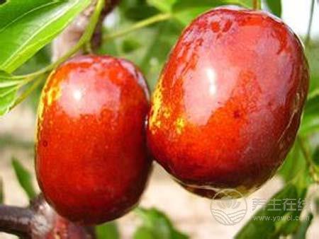 缺少維生素B導(dǎo)致春困?春季補(bǔ)充維生素吃什么水果 缺少維生素B導(dǎo)致春困?春季補(bǔ)充維生素吃什么水果