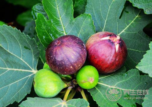 8月份不可錯過的水果，味美營養養生