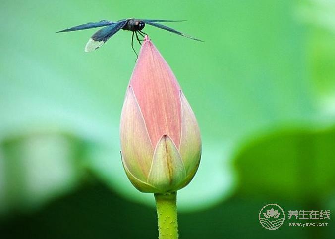 春夏交替，懂這些讓你做養生路上的專家