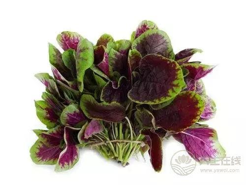 它被稱為“長壽菜”，端午前后吃，賽過吃補藥！